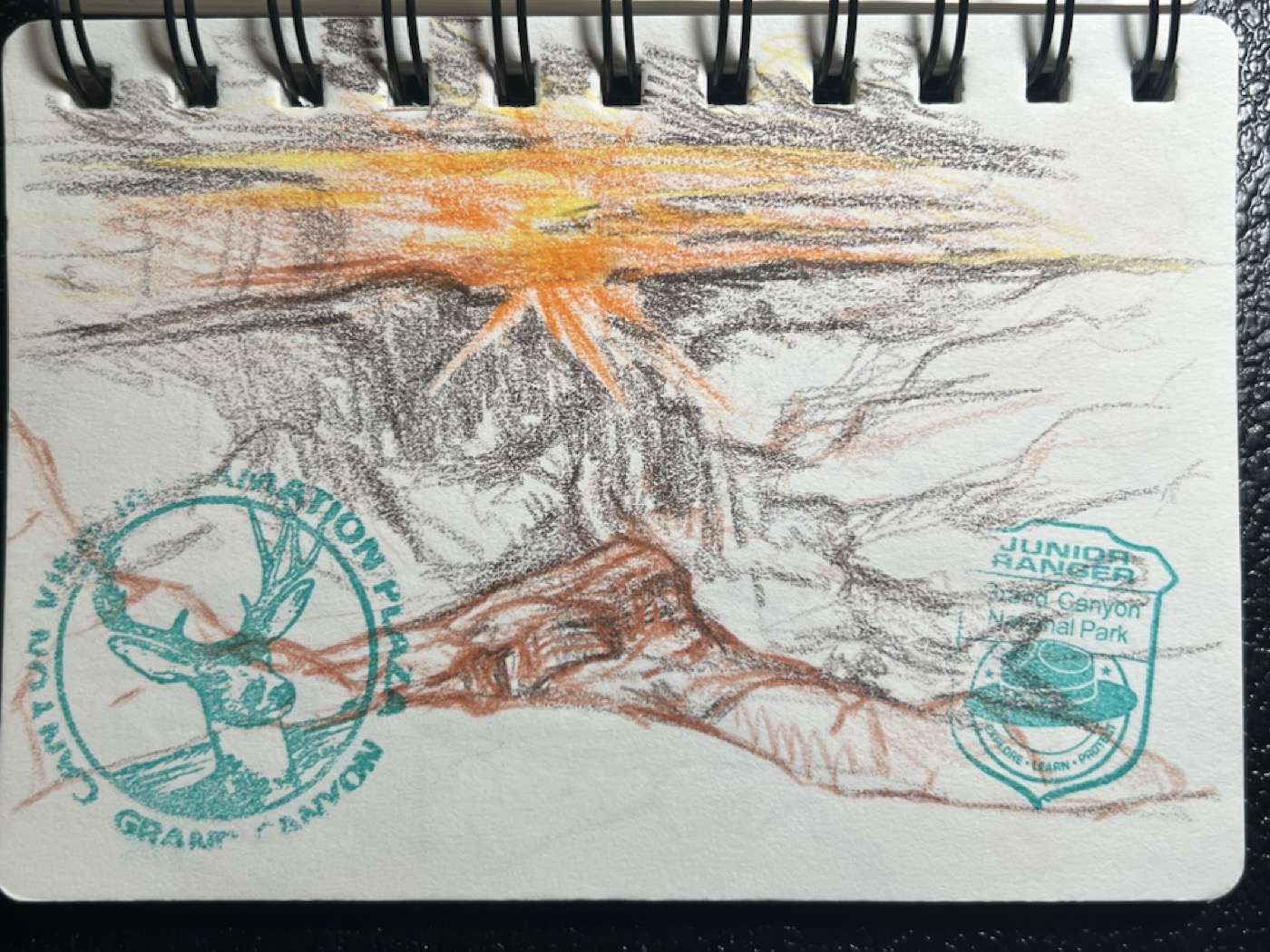 Fallen Tree Study