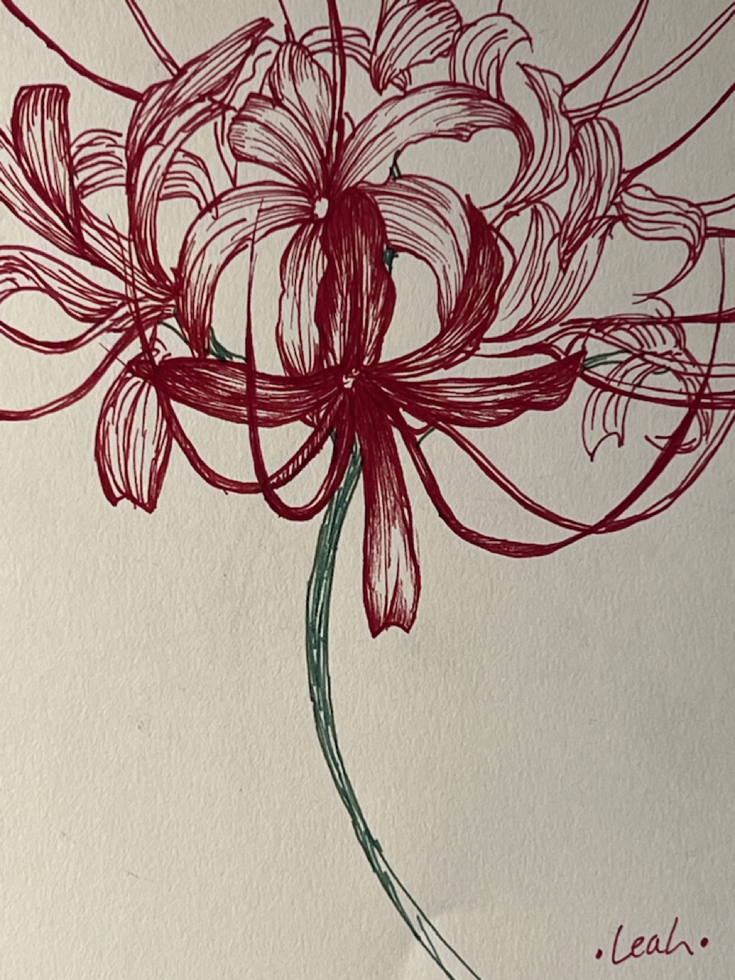 Red Spider Lily